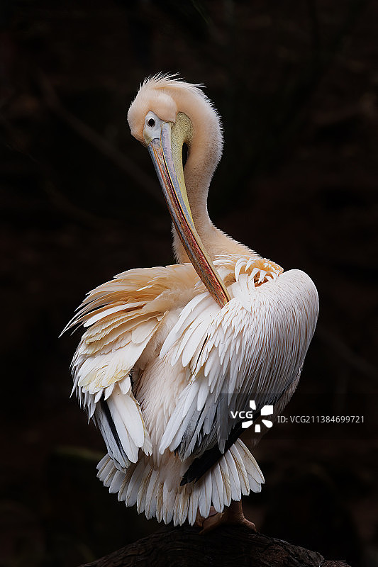 美洲白鹈鹕栖息在树枝上特写图片素材