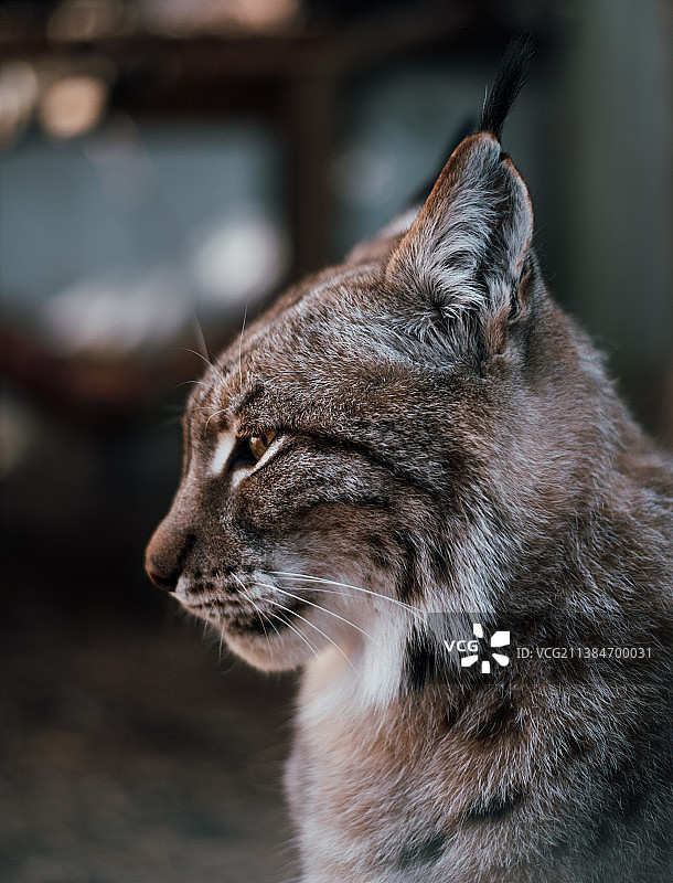 英国山猫特写图片素材