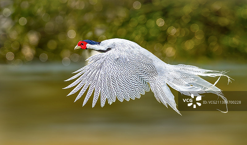 溪水上的白衣仙子图片素材
