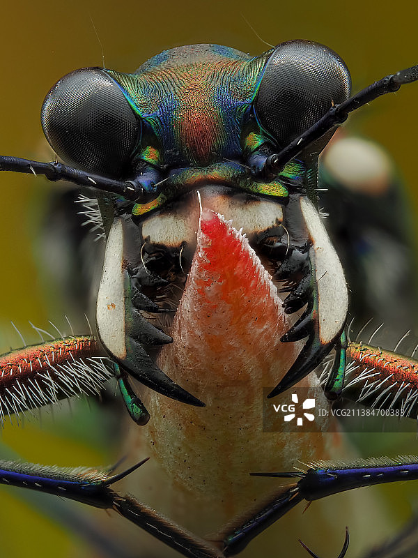 虎甲虫在叶子上睡觉的特写图片素材