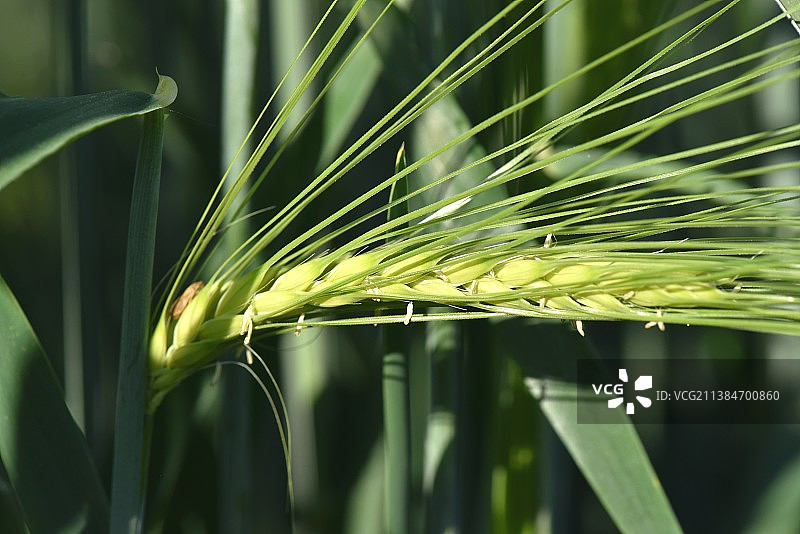 大麦图片素材