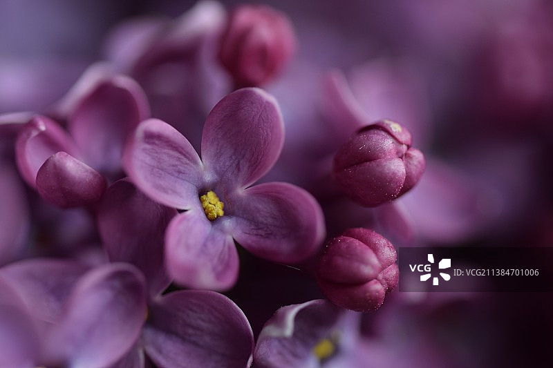 丁香花，粉红色开花植物特写图片素材