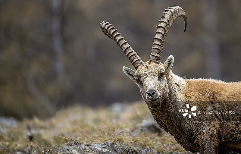 在意大利松德里奥利维尼奥岩石上站立的阿尔卑斯山野山羊的肖像图片素材