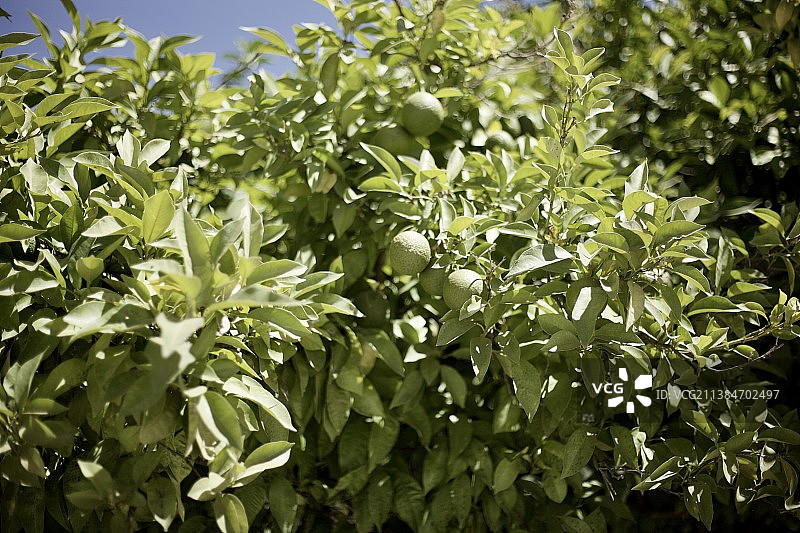 西班牙塞维利亚树上生长的水果特写图片素材
