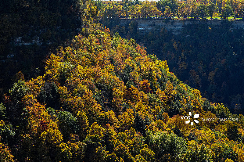 美国莱奇沃思州立公园秋季森林树木高角度景观图片素材