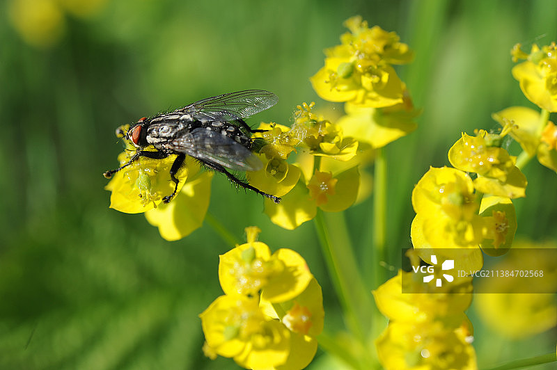 黄色花朵上授粉昆虫的特写，意大利乌迪内图片素材