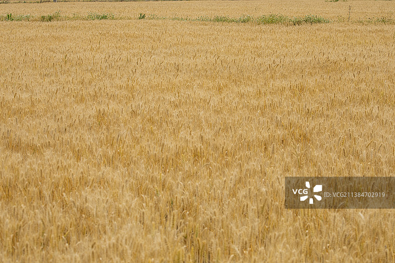 麦子熟了图片素材