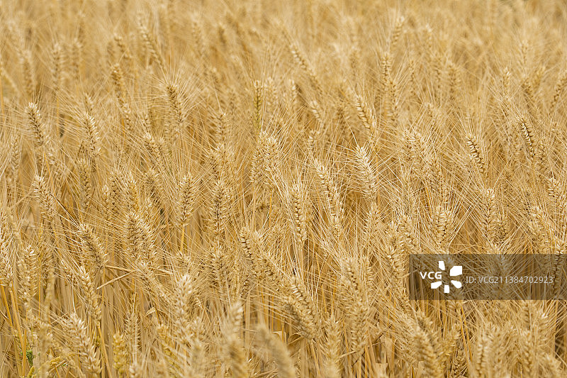 麦子熟了图片素材