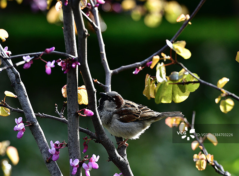 早春时节栖息在树上的鸣禽特写图片素材