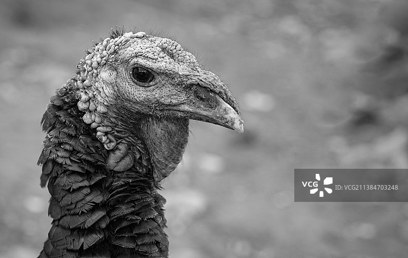 动物主题火鸡特写图片素材