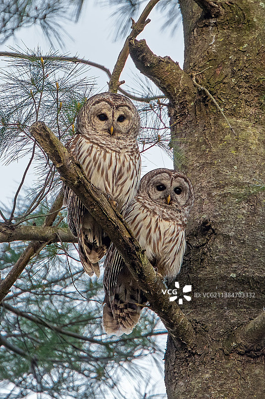 终身伴侣：两只猫头鹰，美国康涅狄格州东哈特福德图片素材
