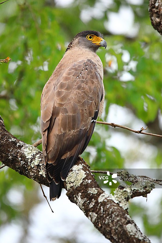 印度班迪普尔树枝上栖息的猛禽图片素材