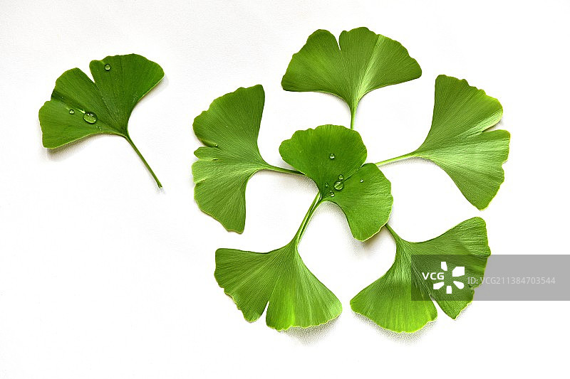 白色背景上的树叶高角度视图图片素材