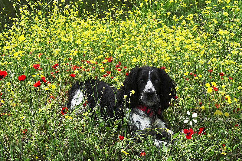 站在佐治亚州田野上的猎犬肖像图片素材