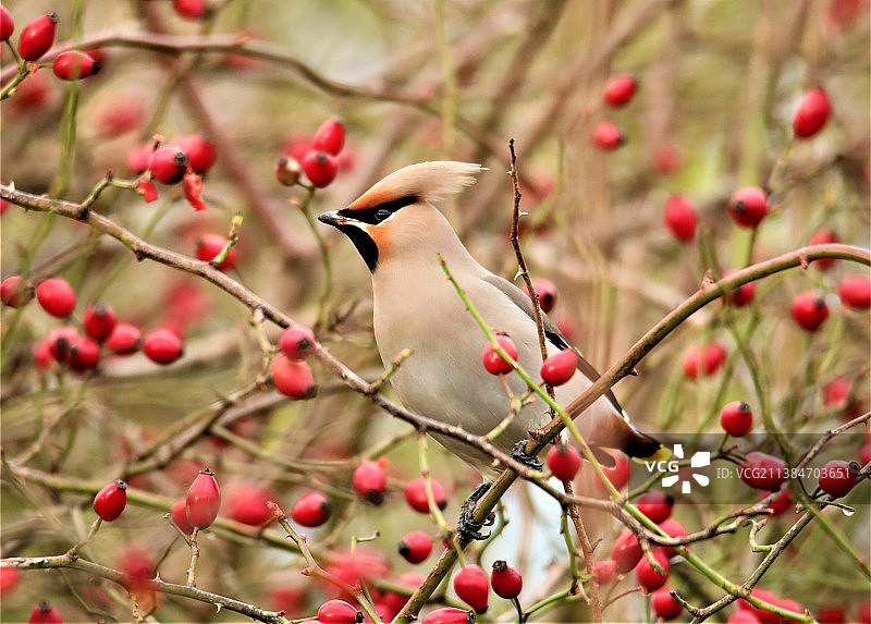 荷兰胡克范霍兰德，栖息在树上的太平鸟特写图片素材