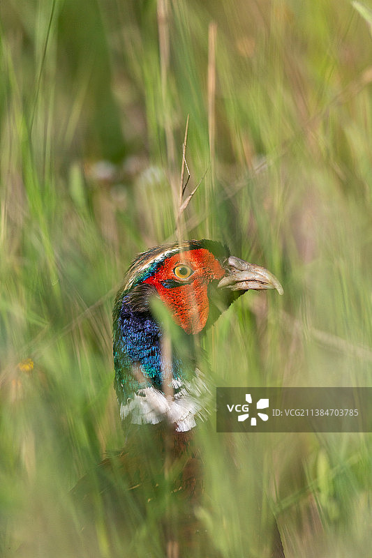 法国草地上栖息的野鸡的特写图片素材