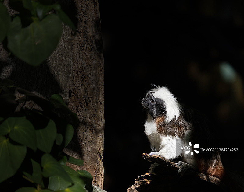 松鼠在树干上的特写图片素材