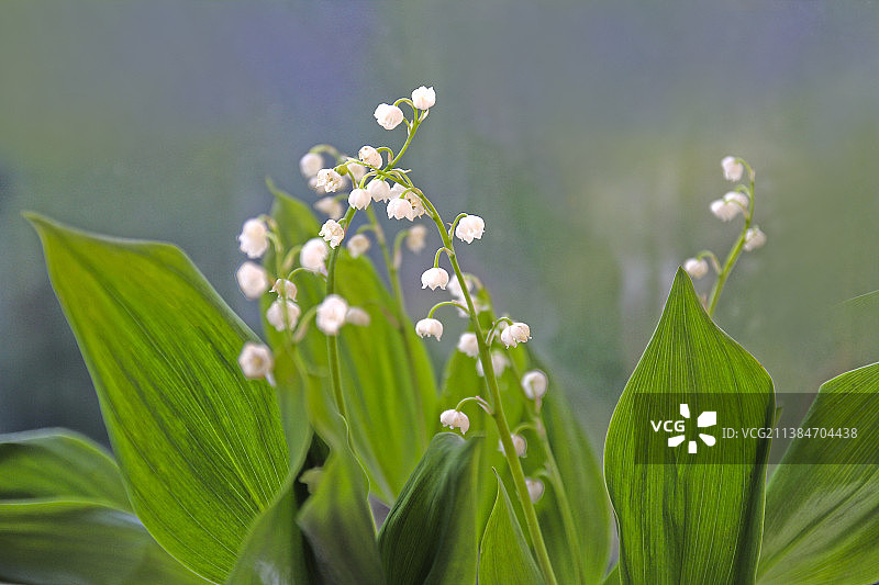 盛开的白色铃兰图片素材