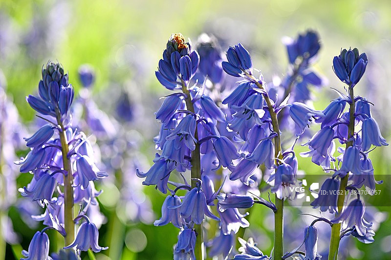 西班牙蓝铃花，紫色开花植物特写图片素材