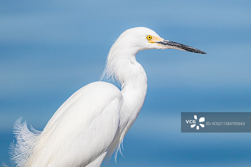 鹭栖息在天空中的侧面照，美国佛罗里达州塔彭斯普林斯图片素材