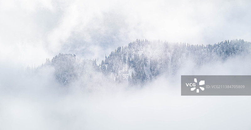 雾天树木的景色图片素材