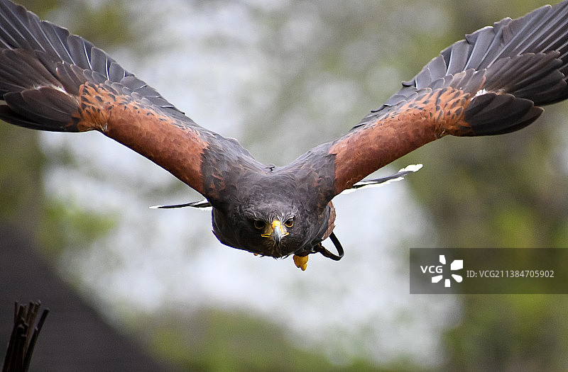 树林中飞翔的老鹰特写图片素材