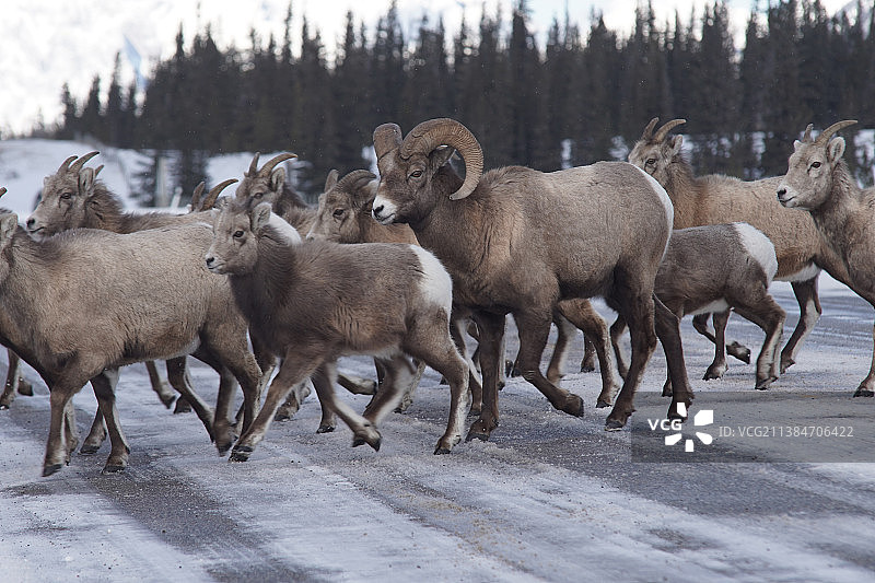 冬季加拿大阿尔伯塔省，山羊在空旷道路上行走图片素材