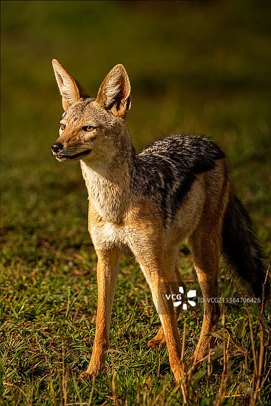 黑色豺，肯尼亚纳罗克图片素材
