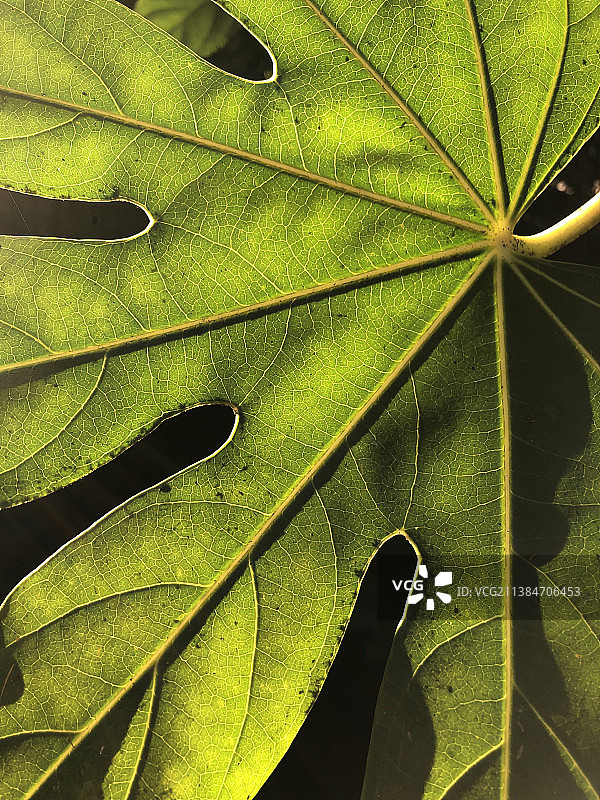 绿色树叶全画幅照片图片素材