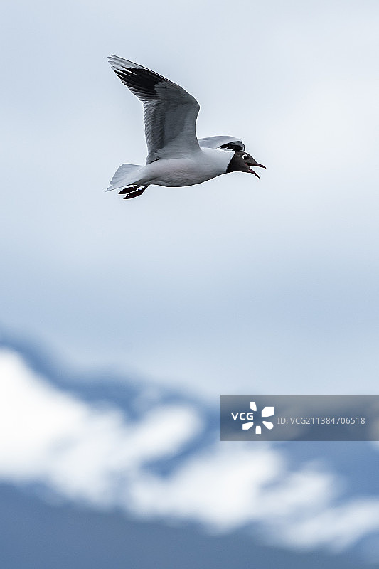 海鸥在天空中低角飞行图片素材