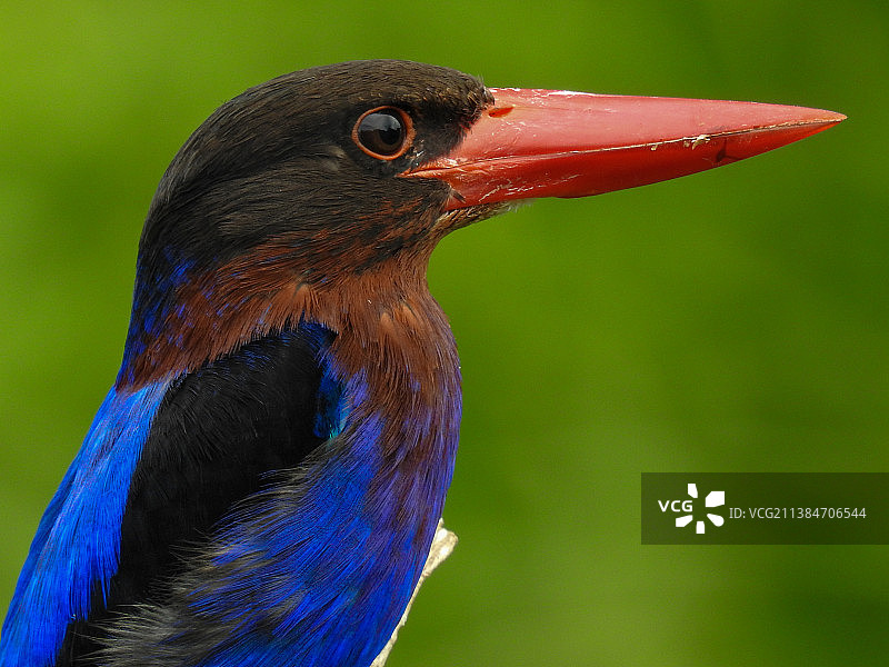 等待的翠鸟在户外栖息的特写图片素材