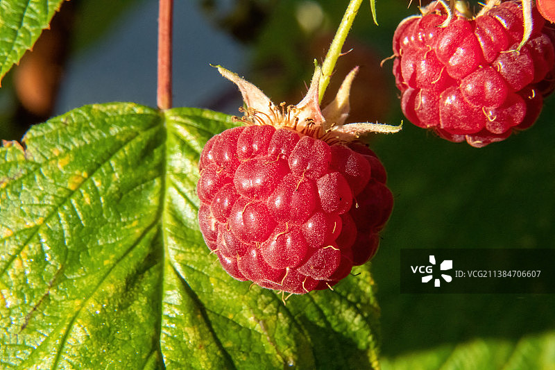 植物上生长的覆盆子特写图片素材