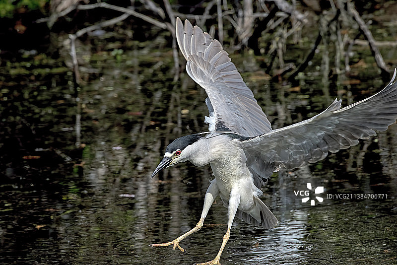 苍鹭飞过美国瓦科达哈奇湿地湖面的特写图片素材