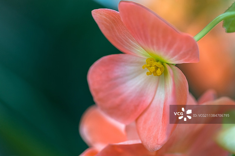桃色秋海棠：粉红色开花植物特写，澳大利亚维多利亚州巴拉瑞特图片素材