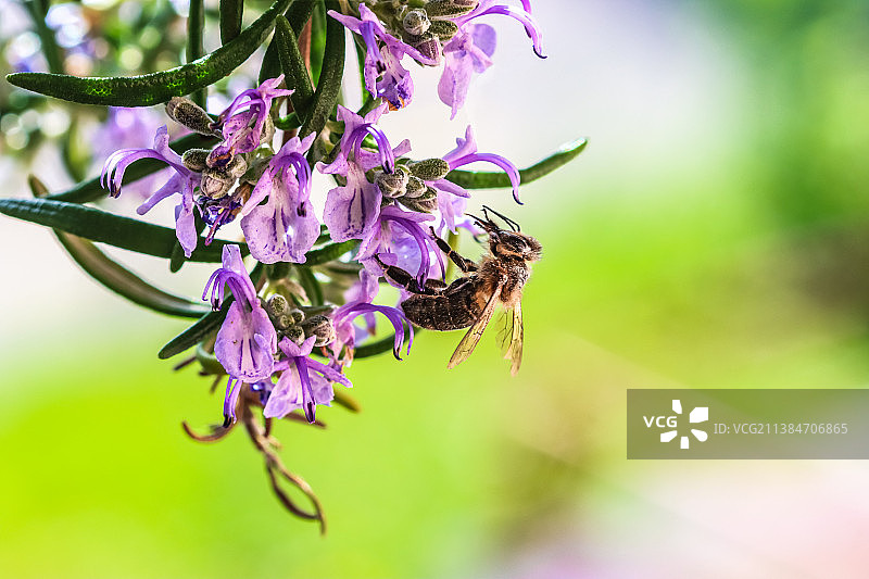 授粉：蜜蜂在紫色花朵上采蜜特写，瑞士加德门图片素材