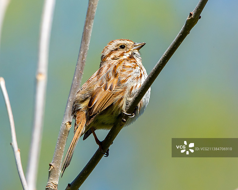 栖息在树枝上的鸣禽松雀特写图片素材