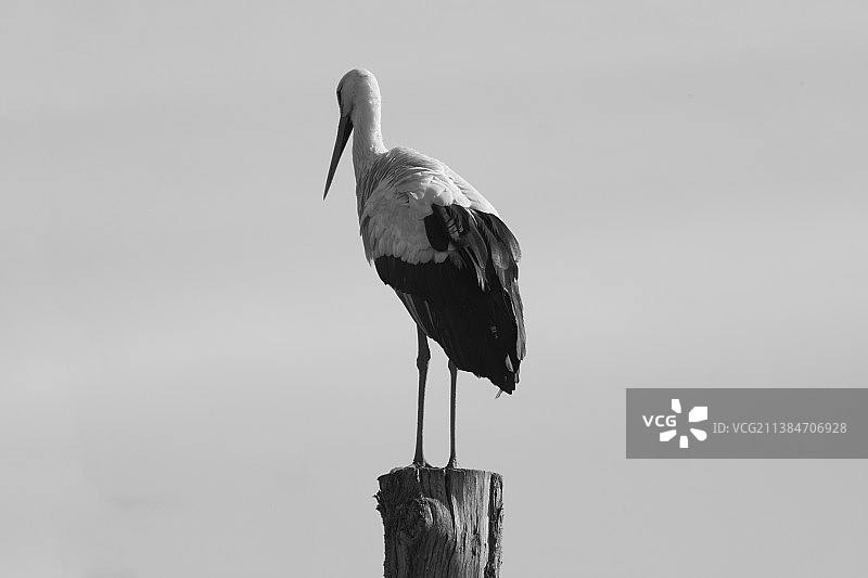 法国里昂，栖息在木桩上的鹳鸟特写图片素材