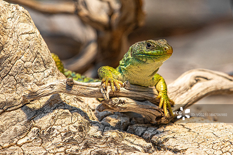 眼斑蜥蜴特写，位于奥地利因斯布鲁克魏尔堡街的树干上图片素材