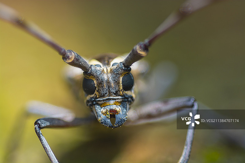 昆虫在树叶上的特写图片素材