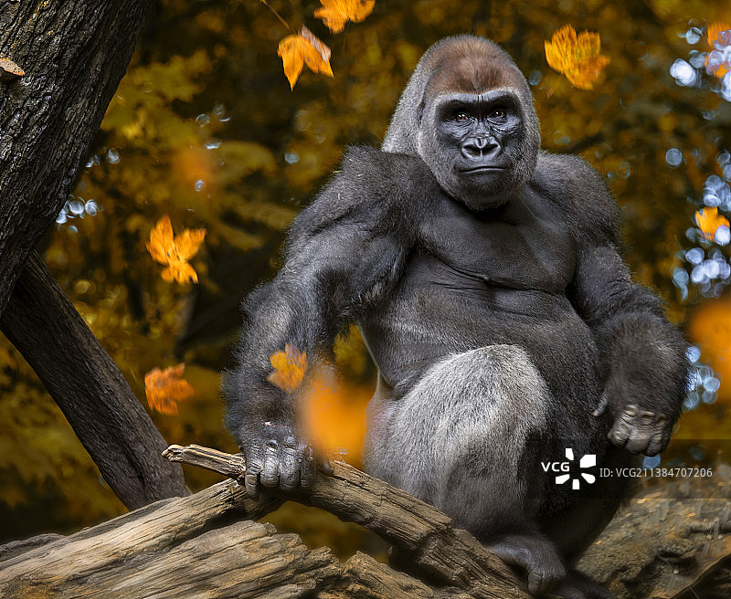 站在秋季森林中远望的漂亮大猩猩肖像图片素材