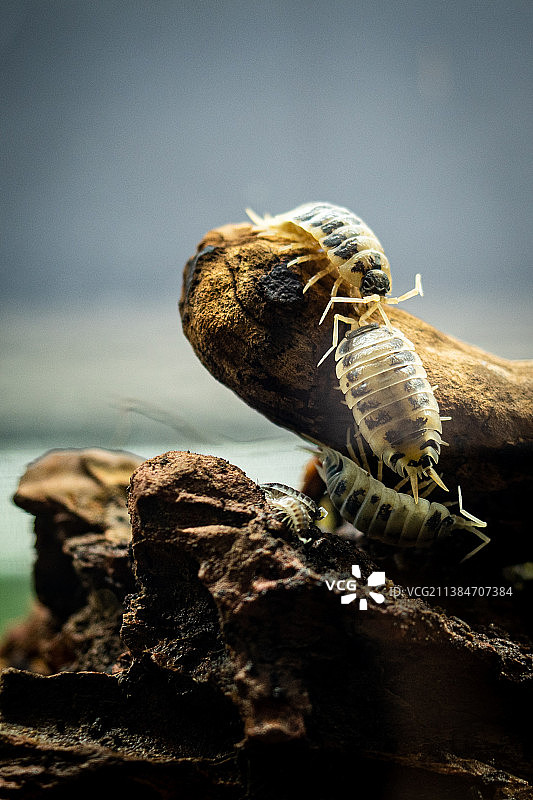 岩石上蜥蜴的特写图片素材