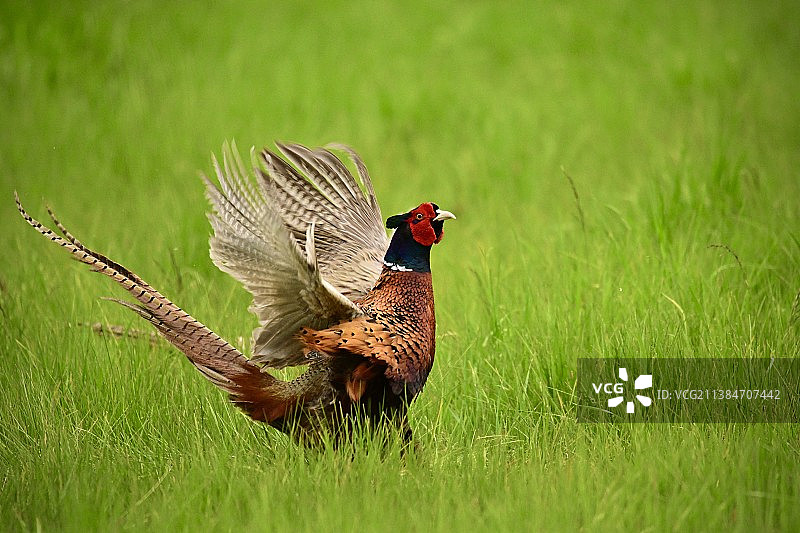 特写：草地上的野鸡图片素材