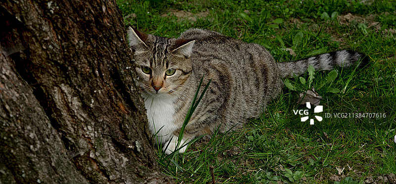 猫咪肖像，树干上图片素材