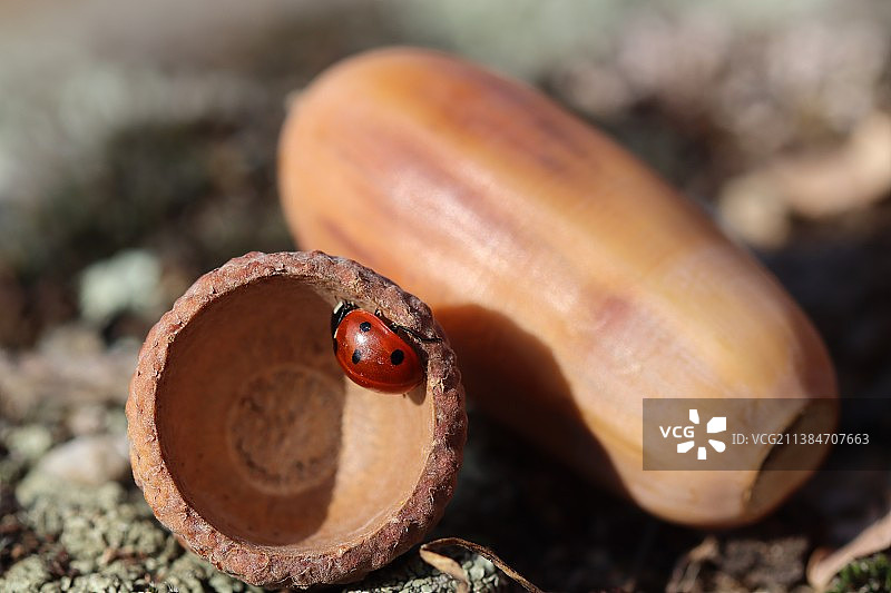 睡着的瓢虫特写图片素材