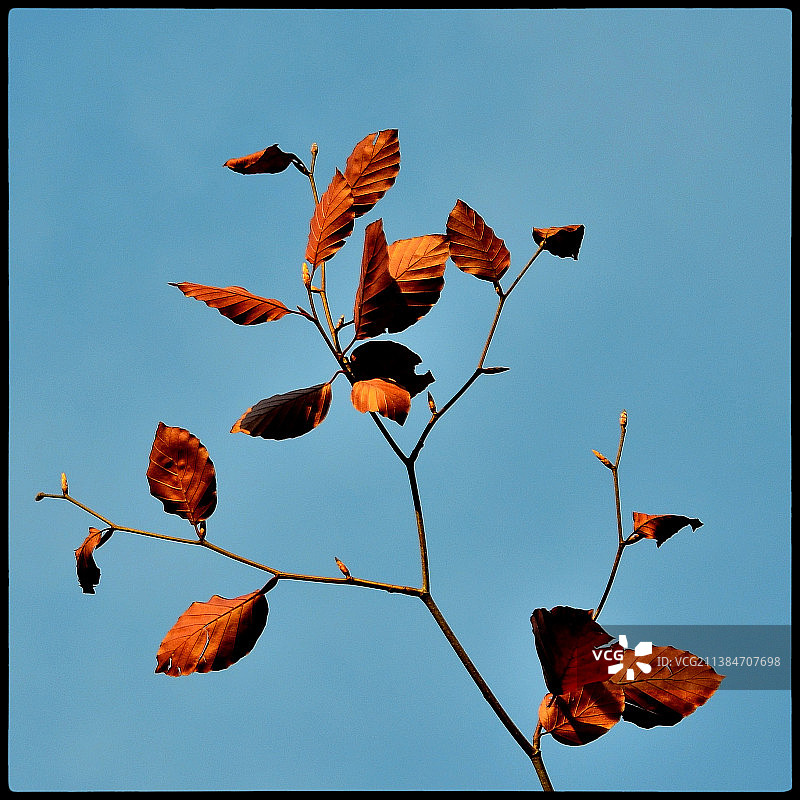 金色秋季：蓝天下盛开的植物图片素材