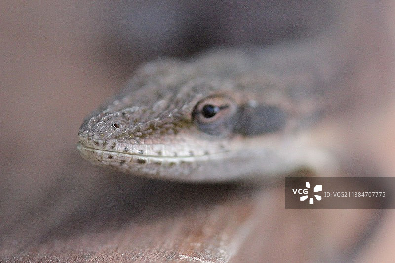 近距离观察美洲变色蜥（美国德克萨斯州）图片素材