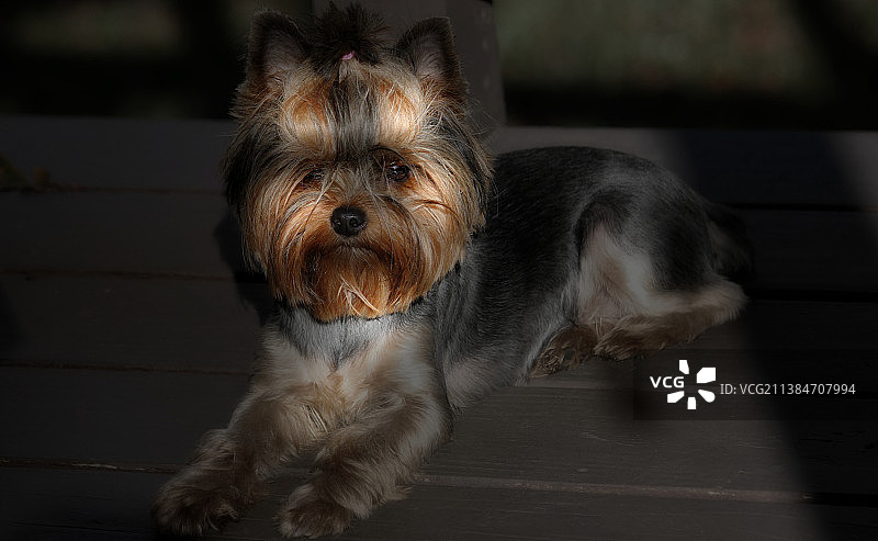 我的女孩：约克夏㹴的特写肖像，美国德克萨斯州亨普希尔图片素材
