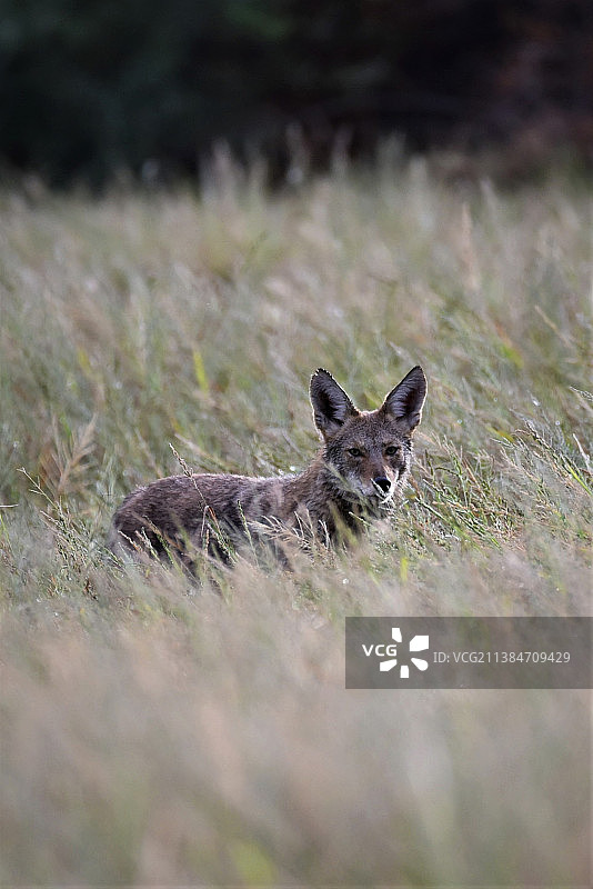 坐在草地上的狐狸肖像，美国退伍军人绿洲公园图片素材