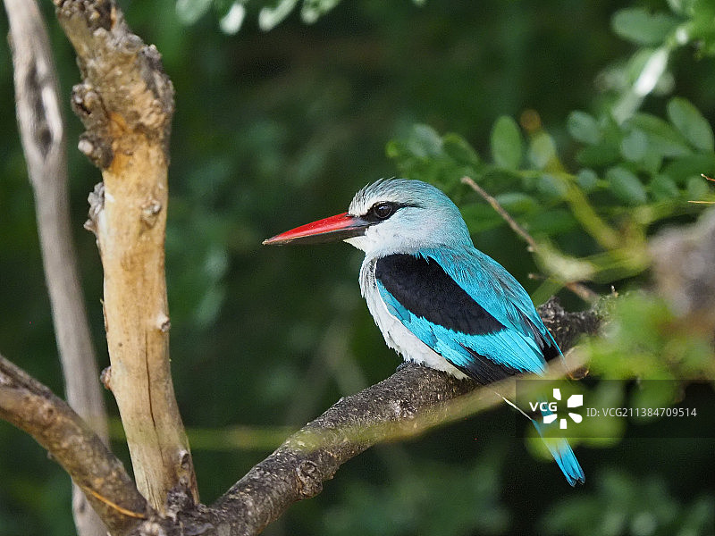 马蓬古布韦森林翠鸟，栖息树枝特写图片素材