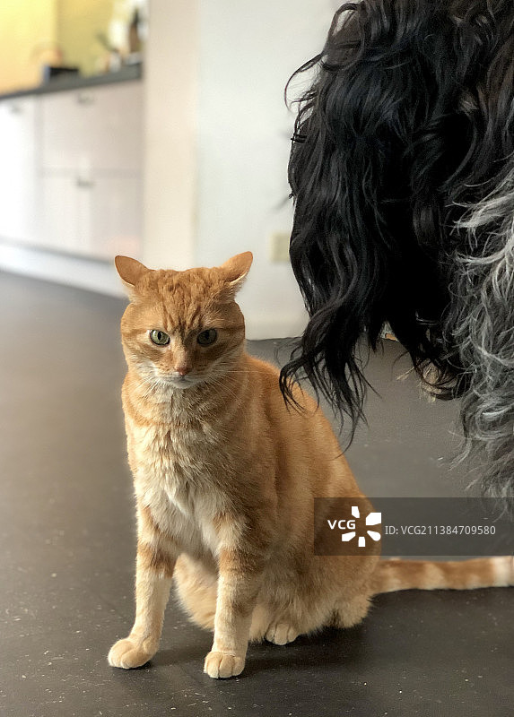 猫和狗，女人抱着猫坐在地板上的肖像图片素材